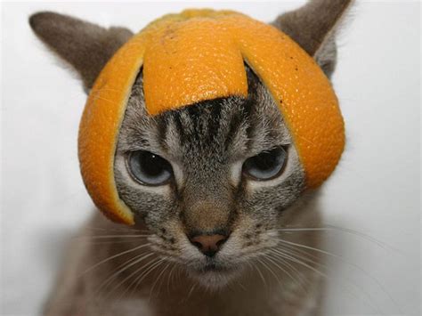 Omg Its Cats In Citrus Hats Omgblog Funny Cat Pictures Cats