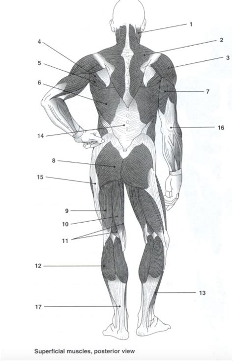 Muscles Posterior Superficial Diagram Quizlet