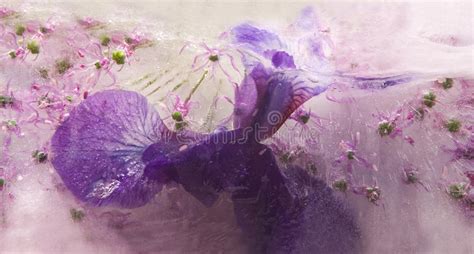 Frozen Flower Of Iris Stock Image Image Of Flower Purity 53394647