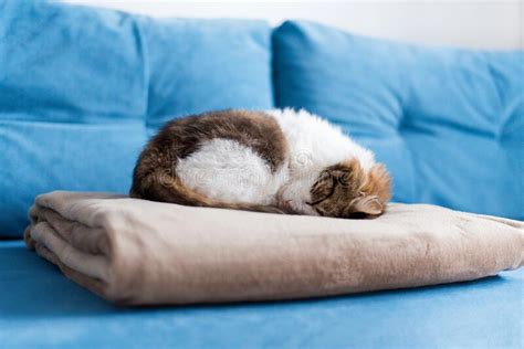 Cat No Breed Sleeps On A Blanket On The Sofa Curled Up Stock Image
