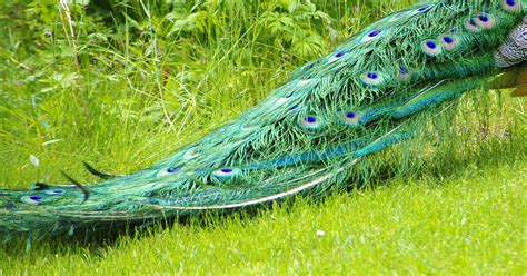Peacock Tail Images Peacock Tail Freeimages Dozorisozo