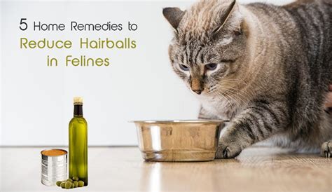 Every cat seems to have their own style when it comes to hairballs; 5 Home Remedies To Reduce Hairballs In Cats ...