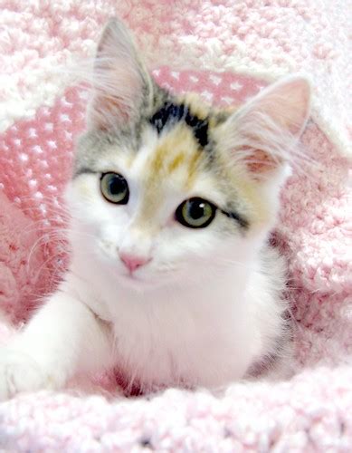 Isnt This The Most Adorable Calico Kitten Youve Ever Seen Cx Raww