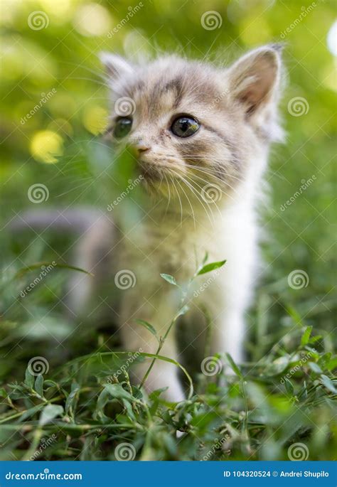 Little Kitten Is Walking In Green Grass Outdoors Stock Photo Image Of