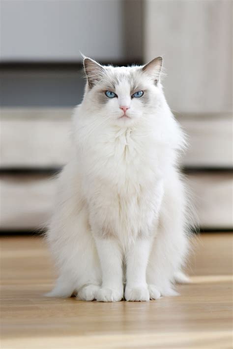 White Fluffy Cat For Adoption Cat Meme Stock Pictures And Photos