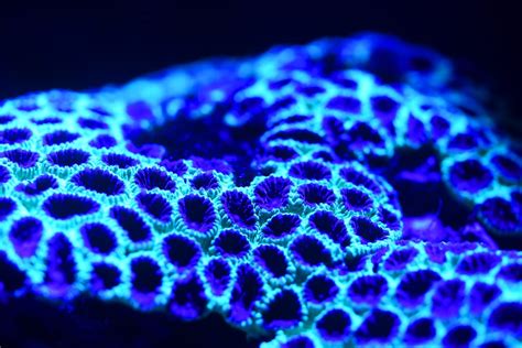 Bioluminescent Coral 2 Photo By David Clode Davidclode On Unsplash