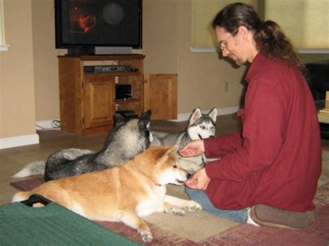 The Teach Zone Amazing Funny Dog Tricks Dog Training