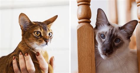7 Cat Breeds With The Biggest Cutest Ears Cattitude Daily