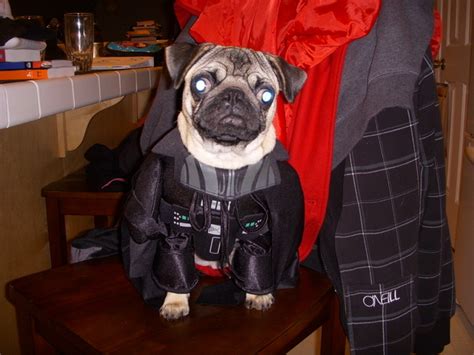 20 Pugs Dressed As Yoda And Darth Vader