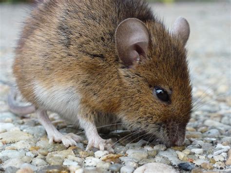 A Field Mouse Photo Taken In The Wildlife Habitat Purchased By The