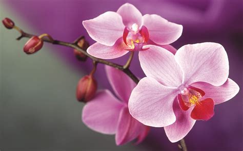 Download Wallpapers Pink Orchids Tropical Flowers Pink Flowers