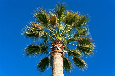 Looking Up At Palm Tree Stock Image Image Of Height 75784543