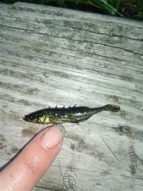 Foreign Minnow Found With Sucker Minnows At Rays Mini Mart General