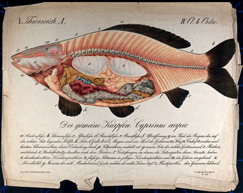 A Carp Cross Section Through The Body Of The Fish Showing The