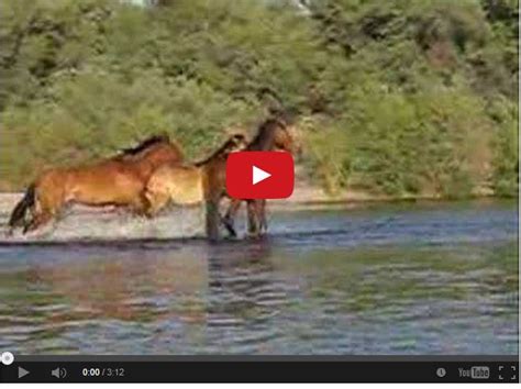 Watch Wild Horses Playing In Water So Beautiful The Horseaholic