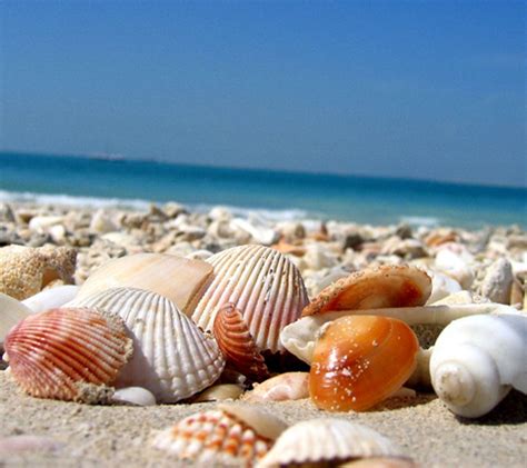 Shells On The Beach Wallpaper Wallpapersafari