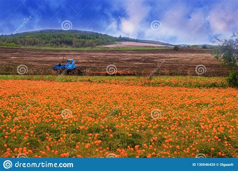 Landscape With A Bright Field Of Orange Flowers Stock Photo Image Of