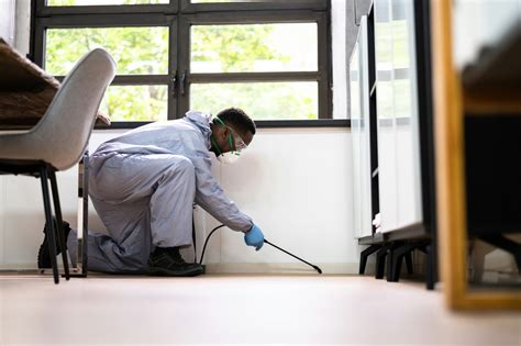 How Pest Infestations Can Compromise Your Homes Safety Mk Library