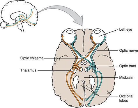 cranial nerve anatomy cranial nerves iowa head and neck protocols