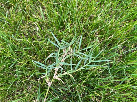 Pain In The Grass Bermudagrass Plant And Pest Diagnostics