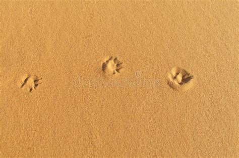 Traces Of Desert Fox On Sand Stock Image Image Of Colorful Animal