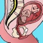 Pada umumnya fertilisasi terjadi dua minggu setelah haid terakhir tulang belulang: Hasil Copasan: Perkembangan embrio manusia : Sains vs Mitologi