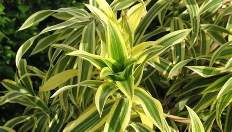 Eriobotrya japonica alv pianta plant nespolo giapponese piante da interno. Piante da interno sempreverdi e resistenti: ecco le più ...