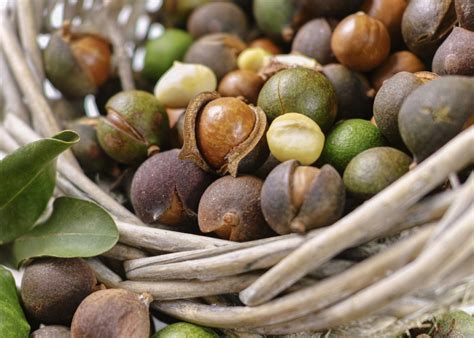 This exotic seafood flavour combined with our rich and creamy macadamia nuts is a treat not to be missed ! Bundaberg premier region for macadamia growth - Bundaberg Now