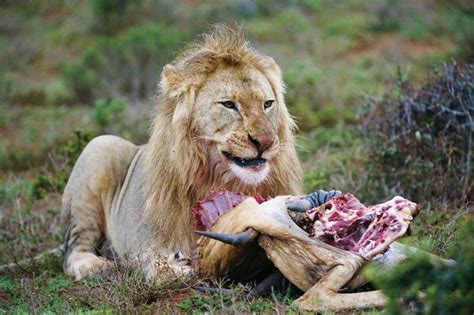 Carnivore Consumer Britannica