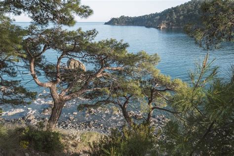 Pine Forest Around The Bay Stock Photo Image Of Wild 269376802