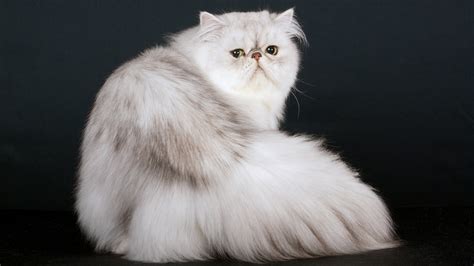 The 5 Most Popular Cat Breeds In America