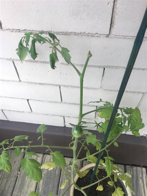 Accidentally Cut Off This Part Of My Tomato Plantcan I Do Anything