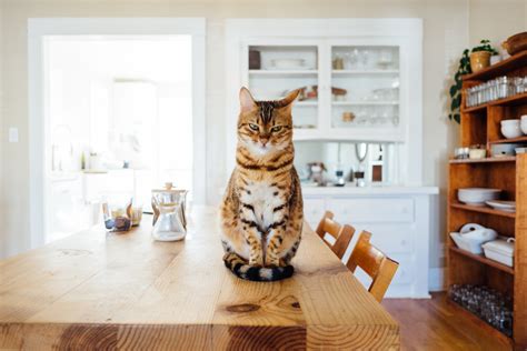 Wat Moet Je Aanschaffen Als Je Een Kat In Huis Wil Nemen Home Deco Alles Over Woon Interieur