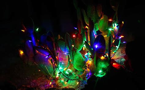 However, it is not as drought tolerant as you think. This Nevada Garden Celebrates the Holidays by Wrapping ...