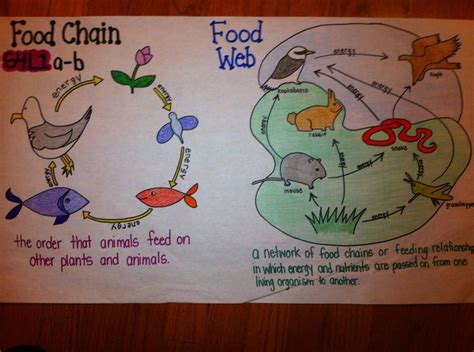 Food Chain Food Web Comparison Science Science Lessons Science