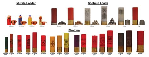 Ammo And Gun Collector Shotgun Shell Gauge And Load Comparison Chart