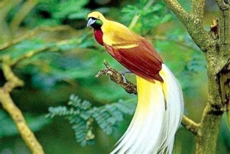 Daftar Lengkap And Terbaru Jenis Burung Yang Dilindungi Di Indonesia