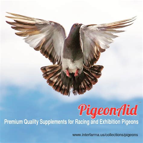 Pigeon Aid For Best Pigeon Health At Interfarma Usa