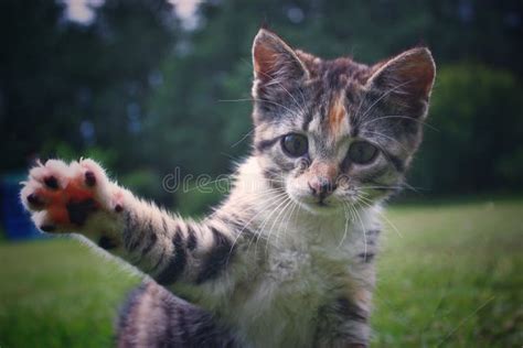 303 Kitten Waving Stock Photos Free And Royalty Free Stock Photos From