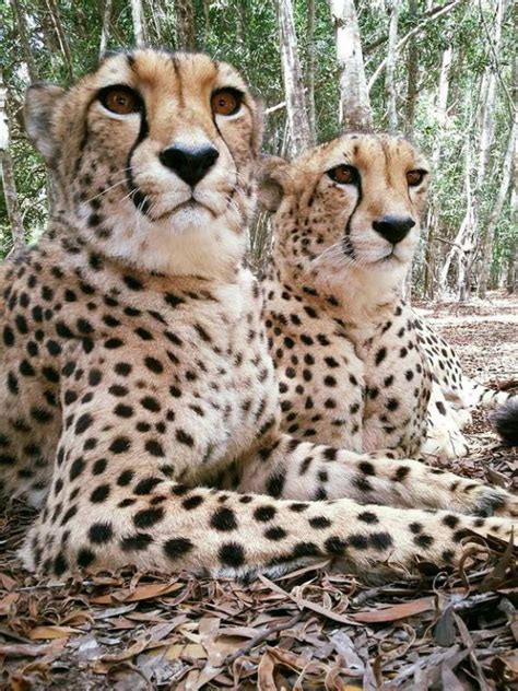 cheetah jukani wildlife sanctuary plettenberg bay south africa