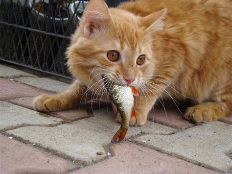 Check spelling or type a new query. Cat eats the fish stock image. Image of fish, anticipation ...
