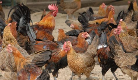 Lists Of Philippine Native Chicken Breeds Food Security