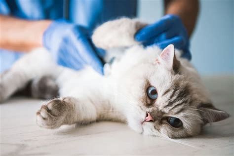 Cat Hernia Surgery Surfside Animal Hospital Oceanside Vets