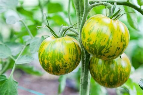 Rare And Unique — Green Zebra Tomato Seeds — San Diego Seed Company