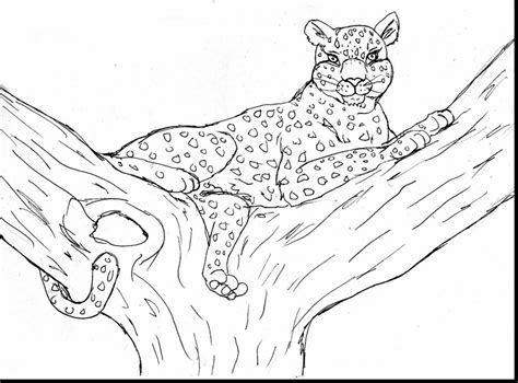 Snow Leopard Coloring Coloring Pages