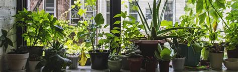 5 Easy Vegetables You Can Grow Indoors Hr Staging