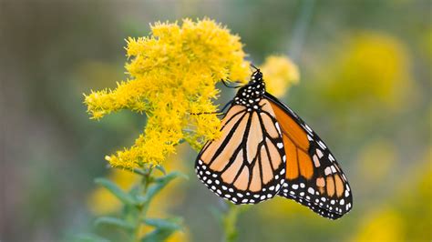 4k Nature Wallpaper With Picture Of Monarch Butterfly On