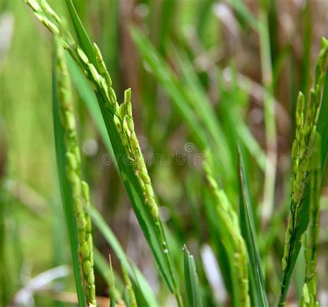 Close Up Of Green Paddy Rice Plant Stock Image Image Of Close Grow