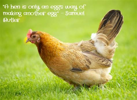 Funny Chicken Quotes And Sayings Shortquotes Cc