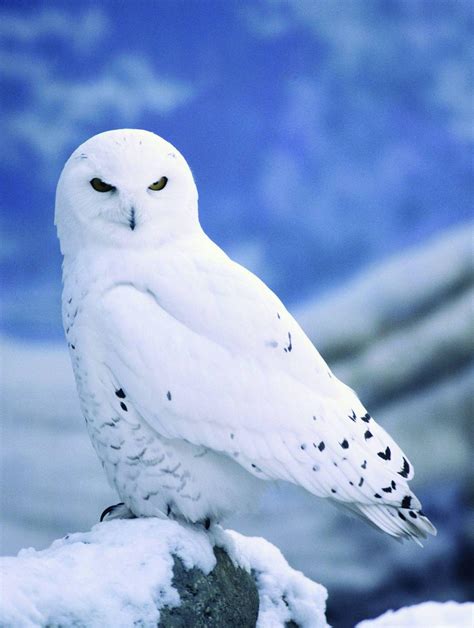 Snowy Owls Wallpapers Wallpaper Cave